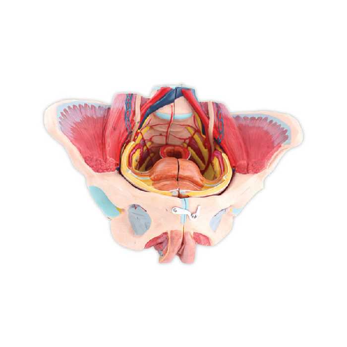 بازی آموزشی طرح مولاژ لگن مدل ASM08