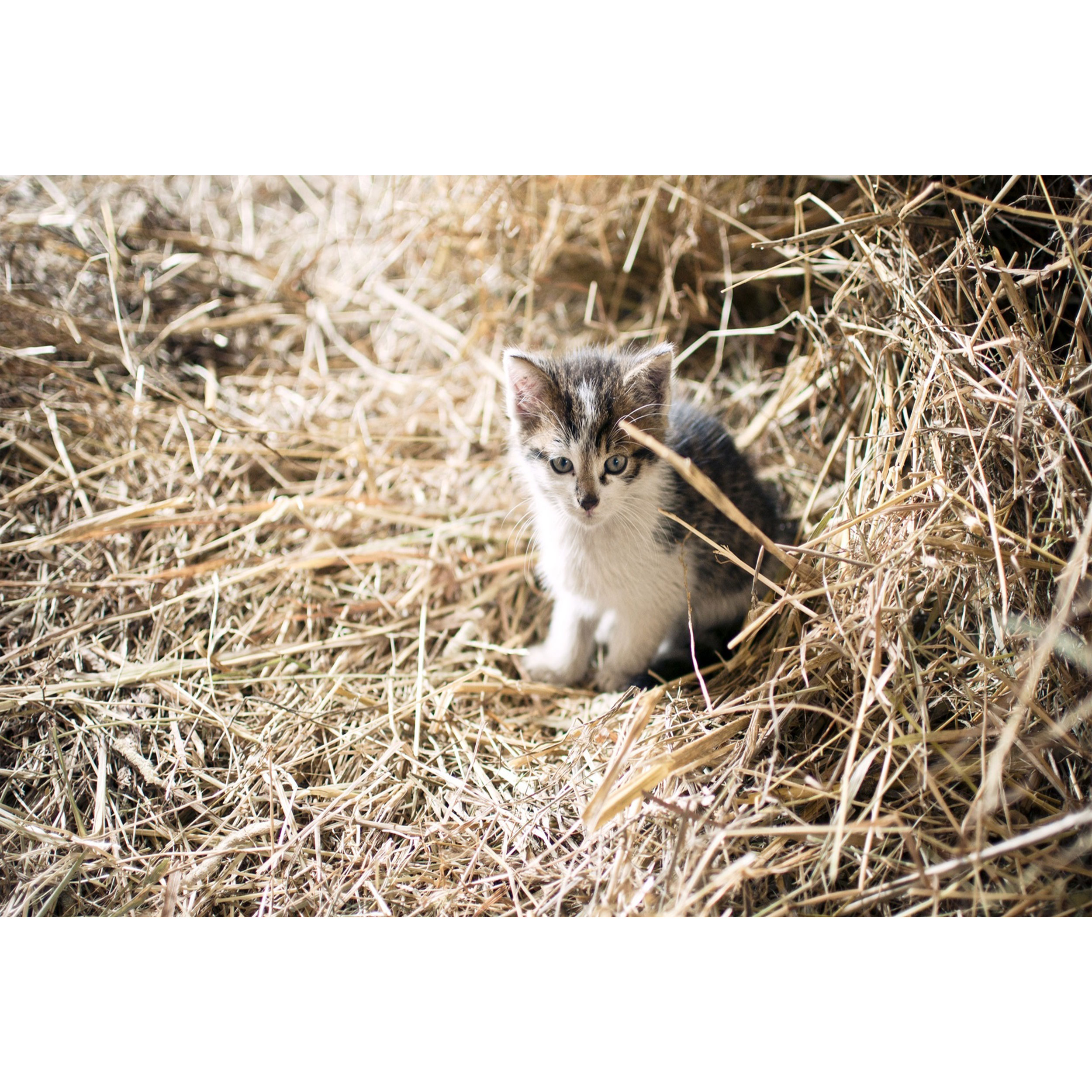 تابلو شاسی مدل گربه T7149