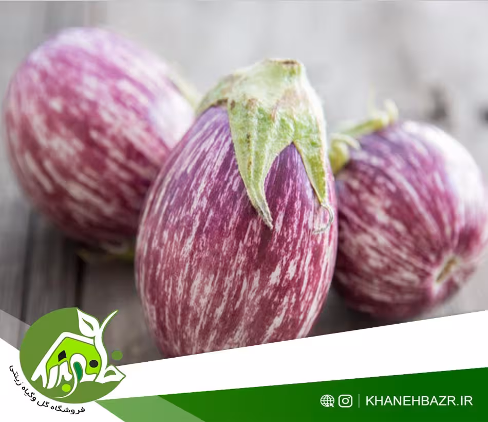 بذر بادمجان کالیوپ هلندی - خانه بذر | فروشگاه بذر وارداتی گل و گیاه زینتی 1404