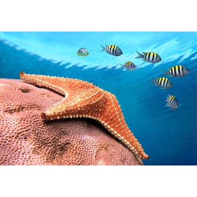 تابلو شاسی مدل ستاره دریایی و ماهی T6898