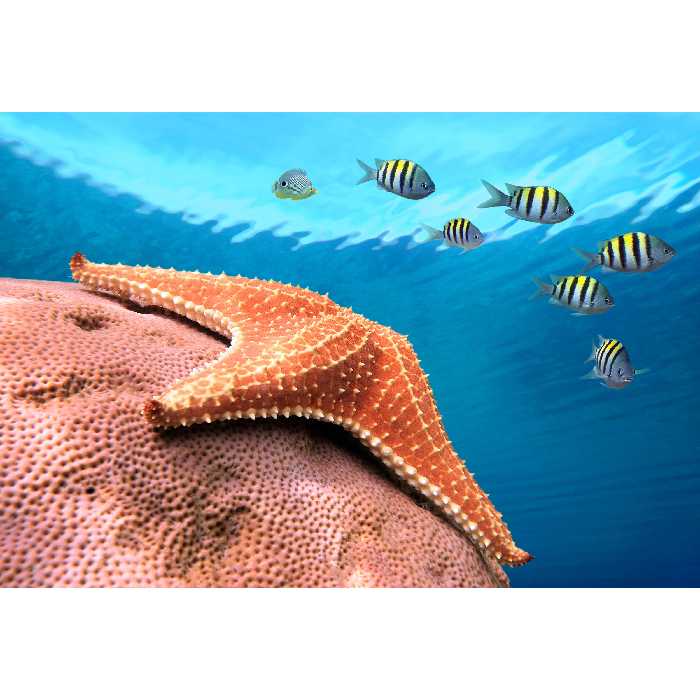 تابلو شاسی مدل ستاره دریایی و ماهی T6898