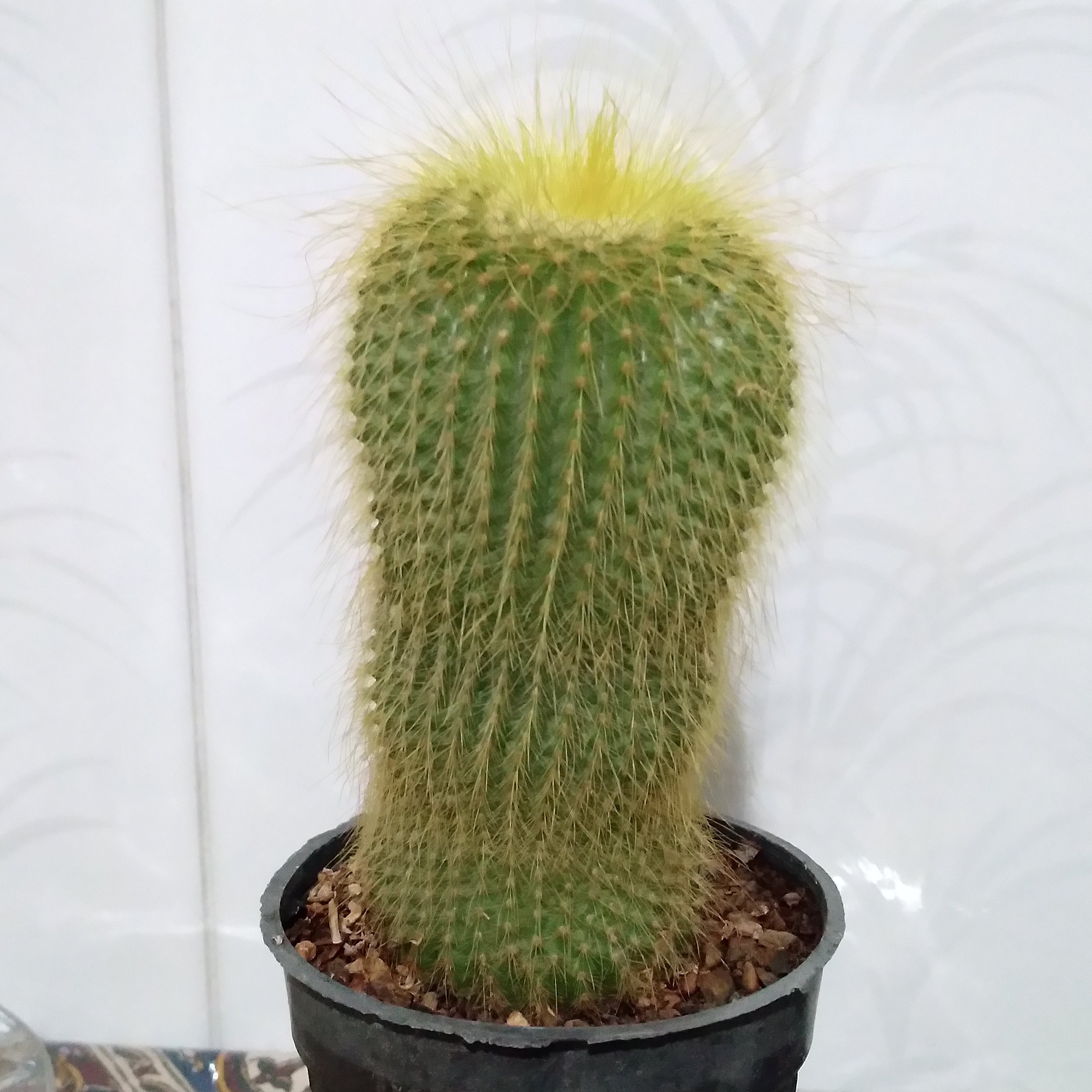 نوتو خورشیدی گلدان ده