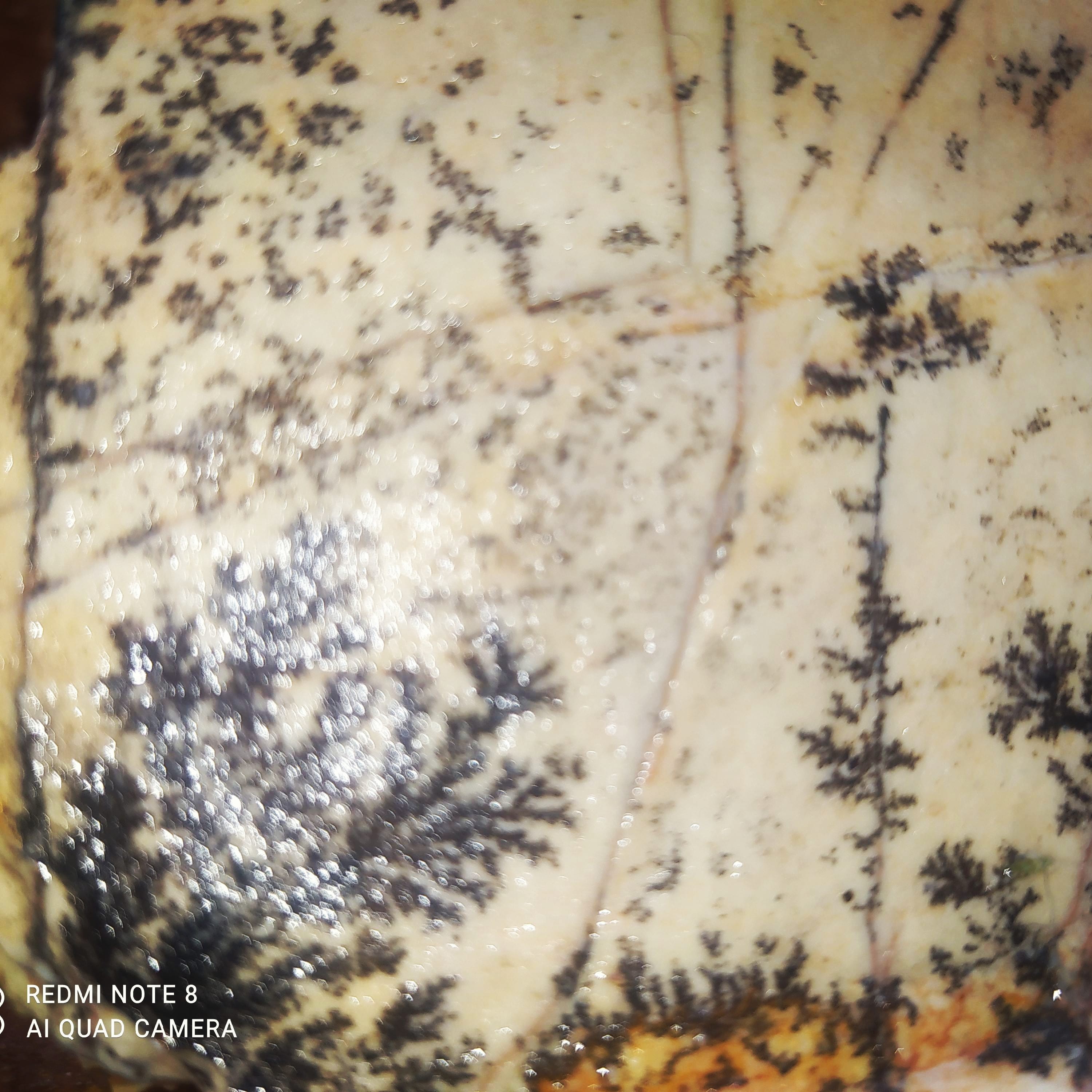 عقیق درخت قاعن  