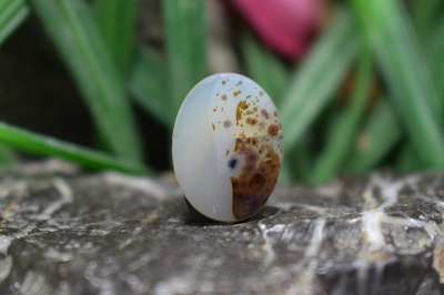 عقیق شجر برزیل