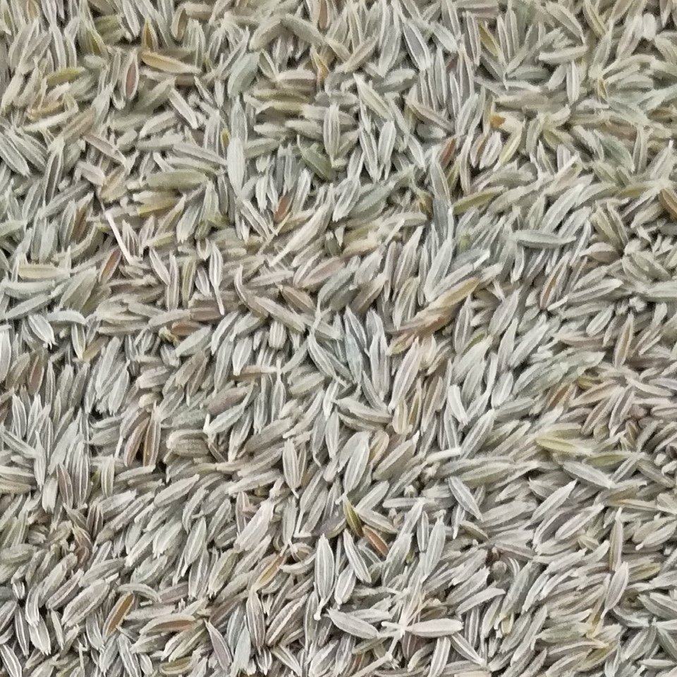 زیره سبز بوجاری بسیار تمیز بدون هیچ ناخالصی آماده مصرف