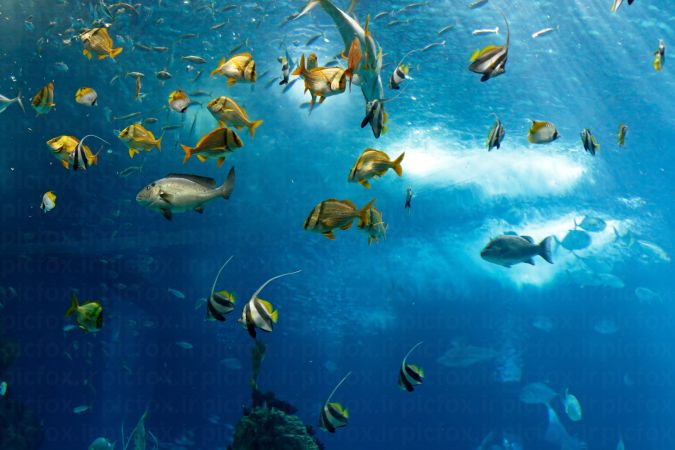 خرید و دانلود عکس Sea fish کد 42657 | پیک فاکس | Pic Fox
