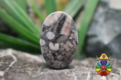 کرینوئید فسیل