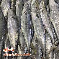  ماهی شیر کوچک ( 1 کیلو گرم ) 
