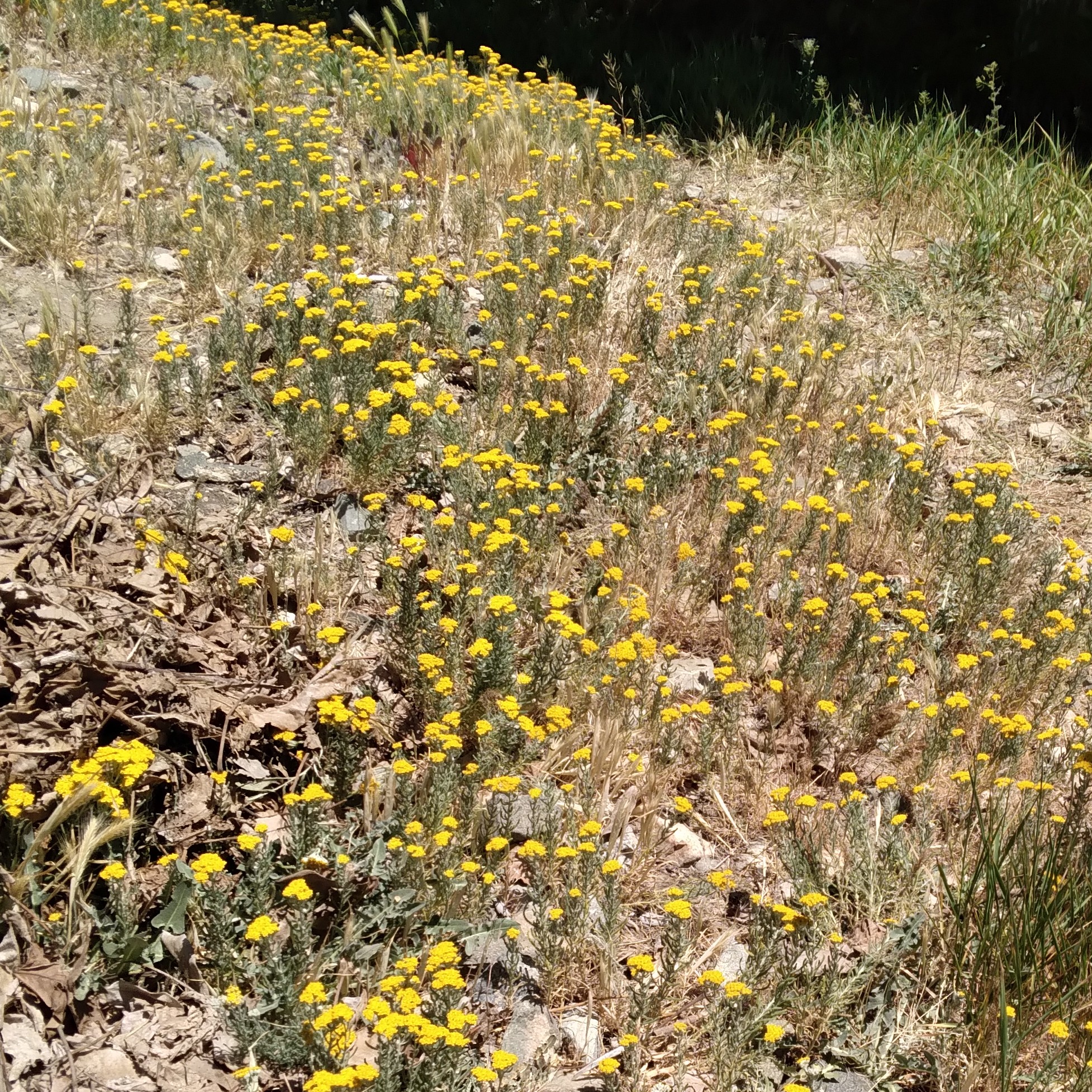 عرق بومادران(950گرمی)