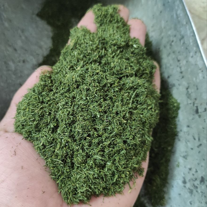 شوید خشک  الماس کویر کاشان با عطر وطمعی عالی