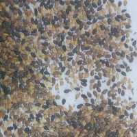 کنجد روغن گیری ( کنجد افغانستان ) فروش عمده