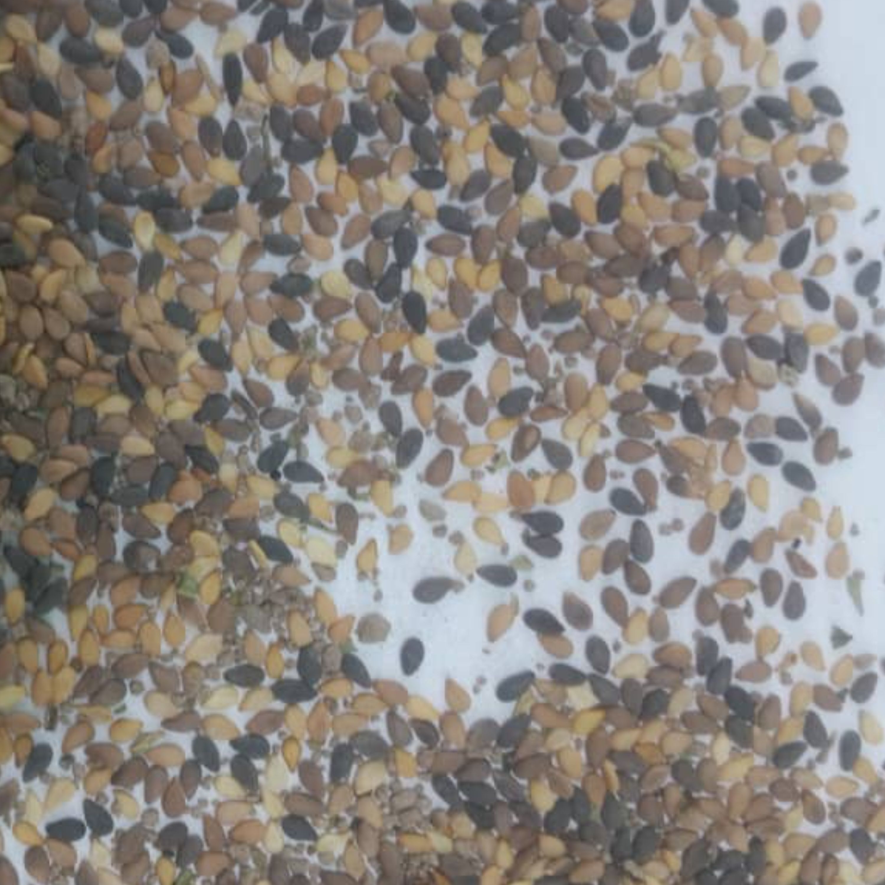 کنجد روغن گیری ( کنجد افغانستان ) فروش عمده