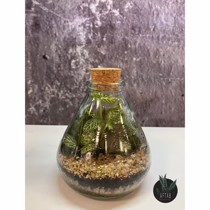 تراریوم شیشه ای کوچک
