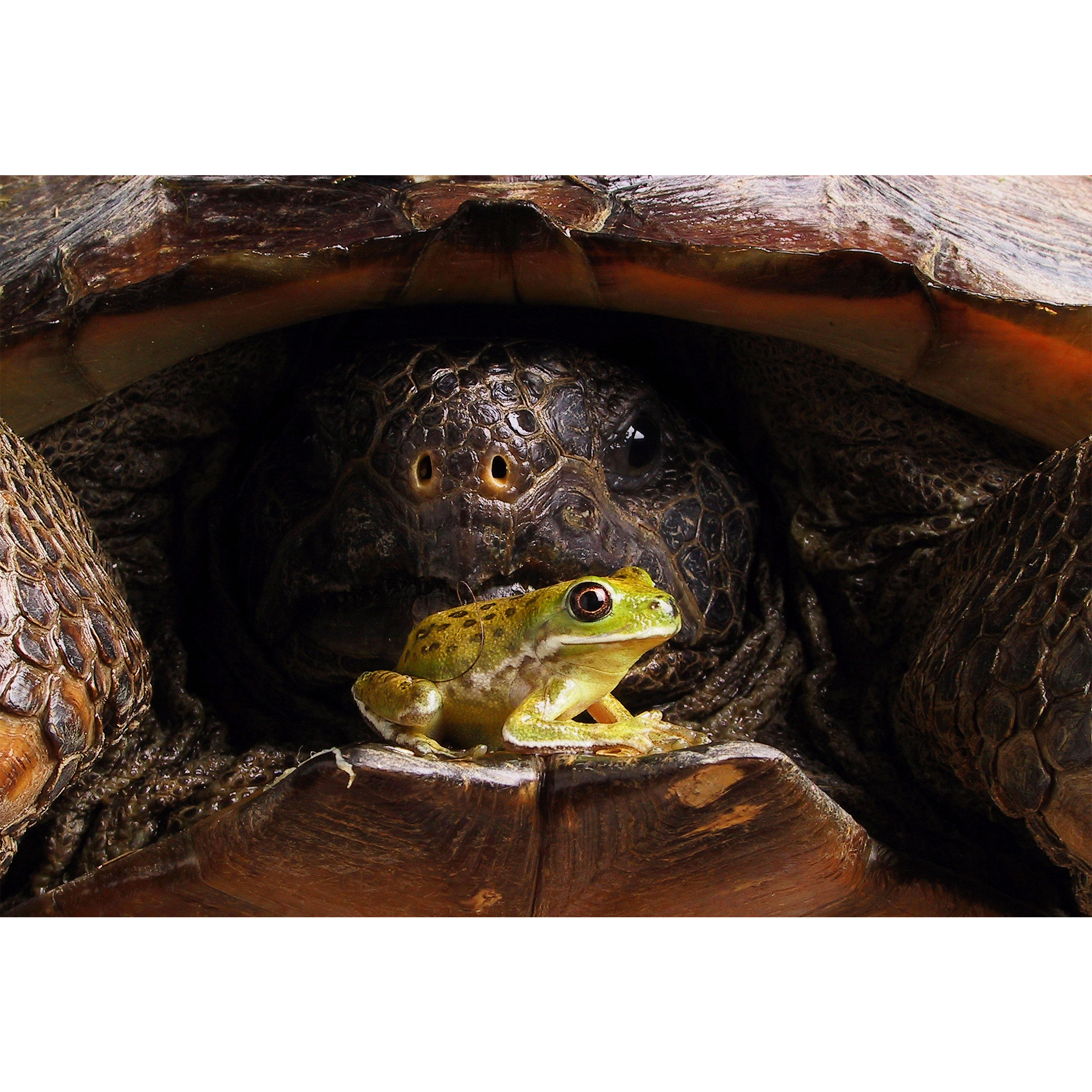 تابلو شاسی مدل قورباغه و لاک پشت T5869