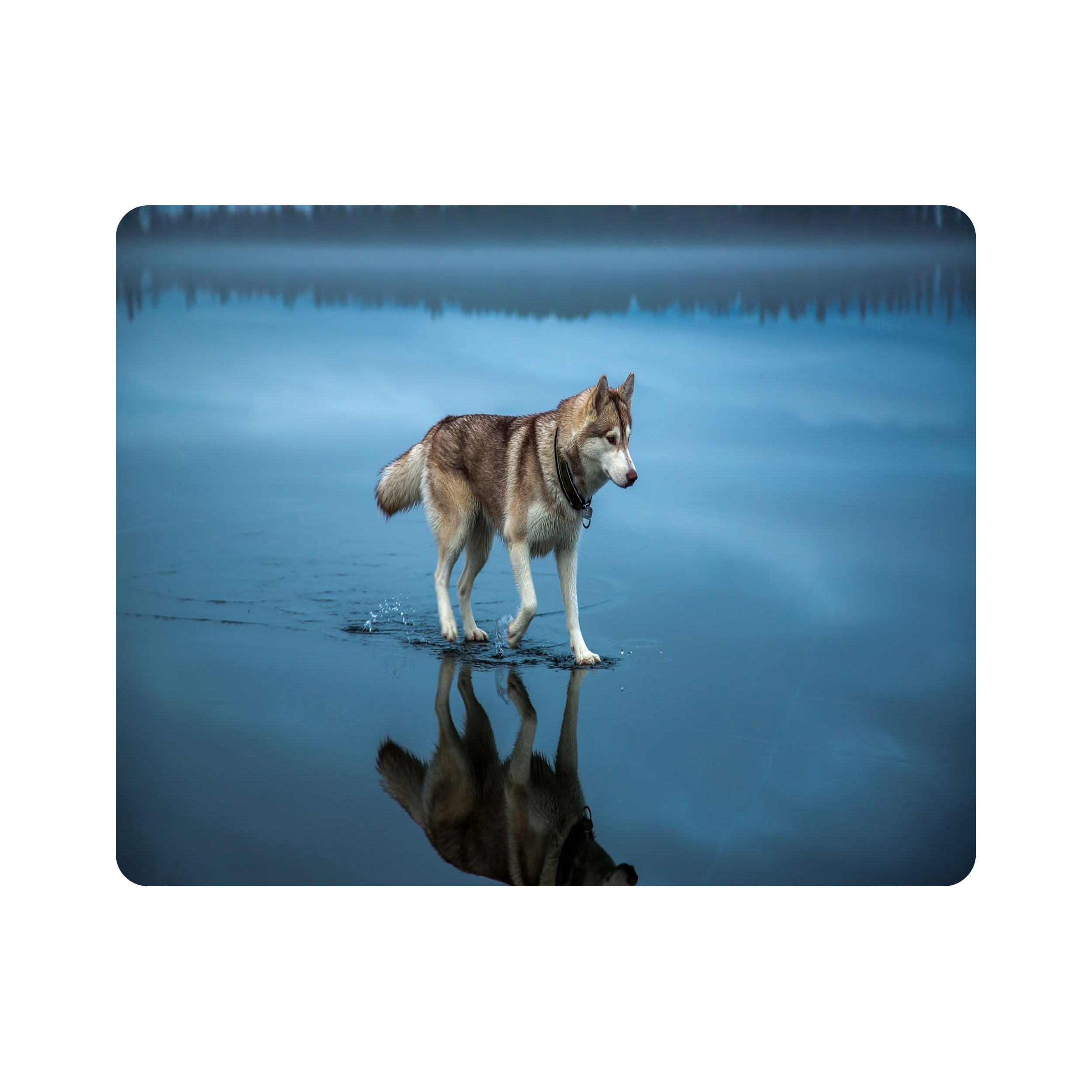 ماوس پد اطلس آبی طرح سگ هاسکی مدل T7648