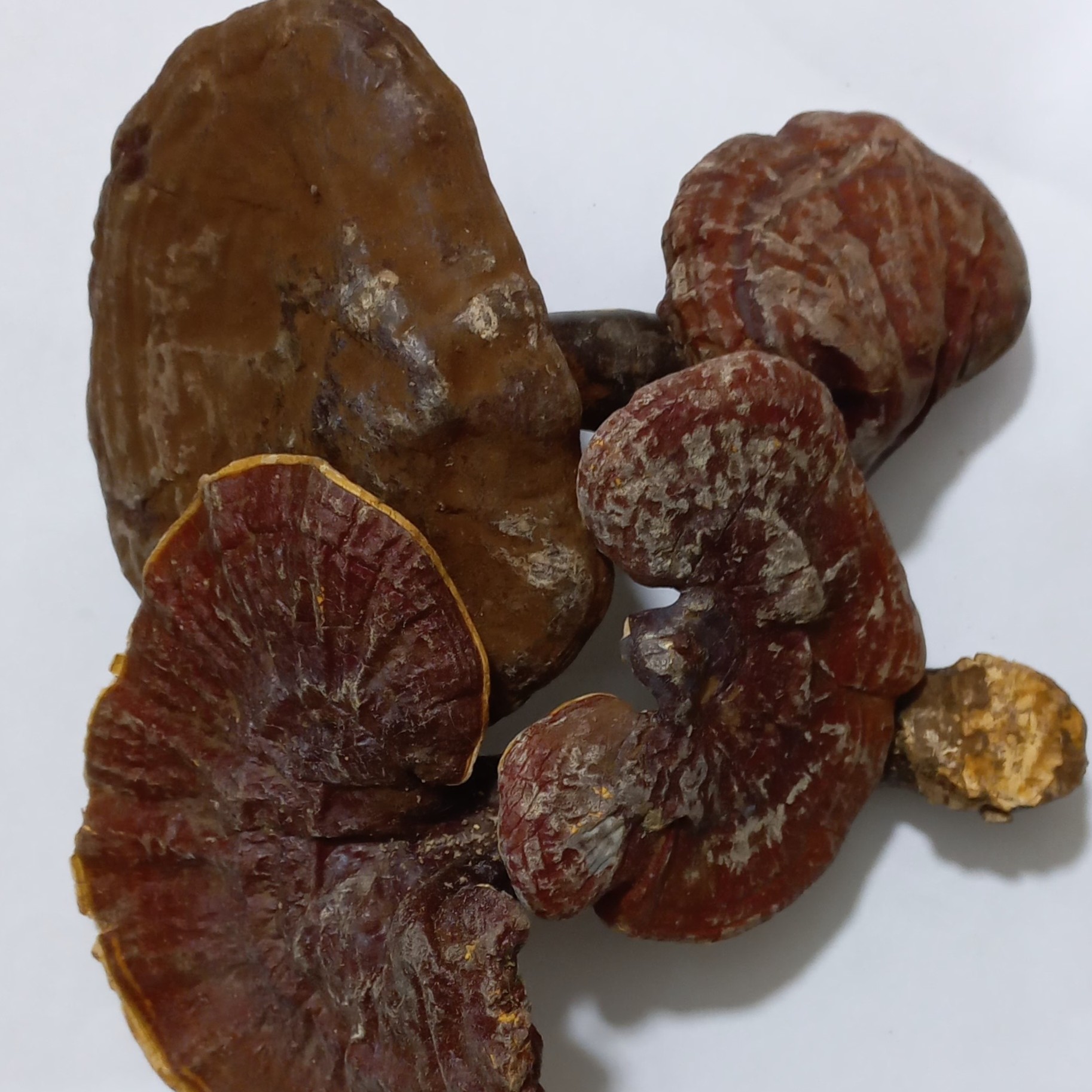 قارچ گانودرما 