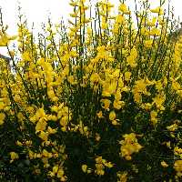 کود تقویتی مخصوص گل طاووسی ظرافت