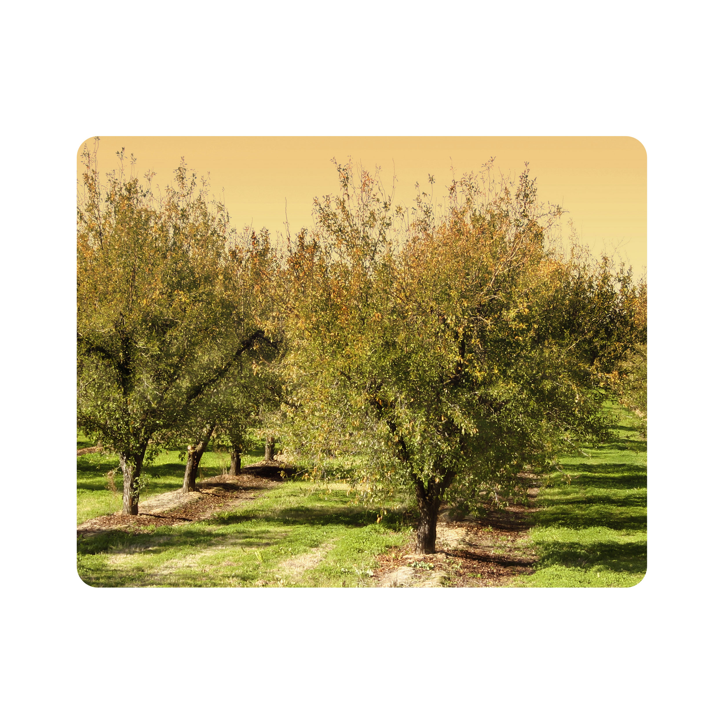 ماوس پد اطلس آبی طرح درخت مدل T7113