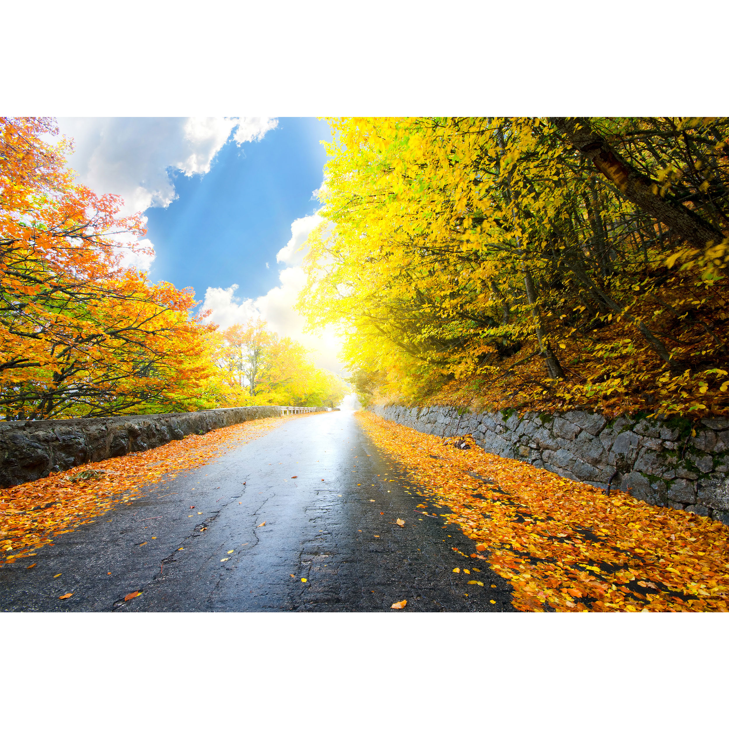 تابلو شاسی طرح منظره درخت و برگ پاییزی و جاده مدل T6814