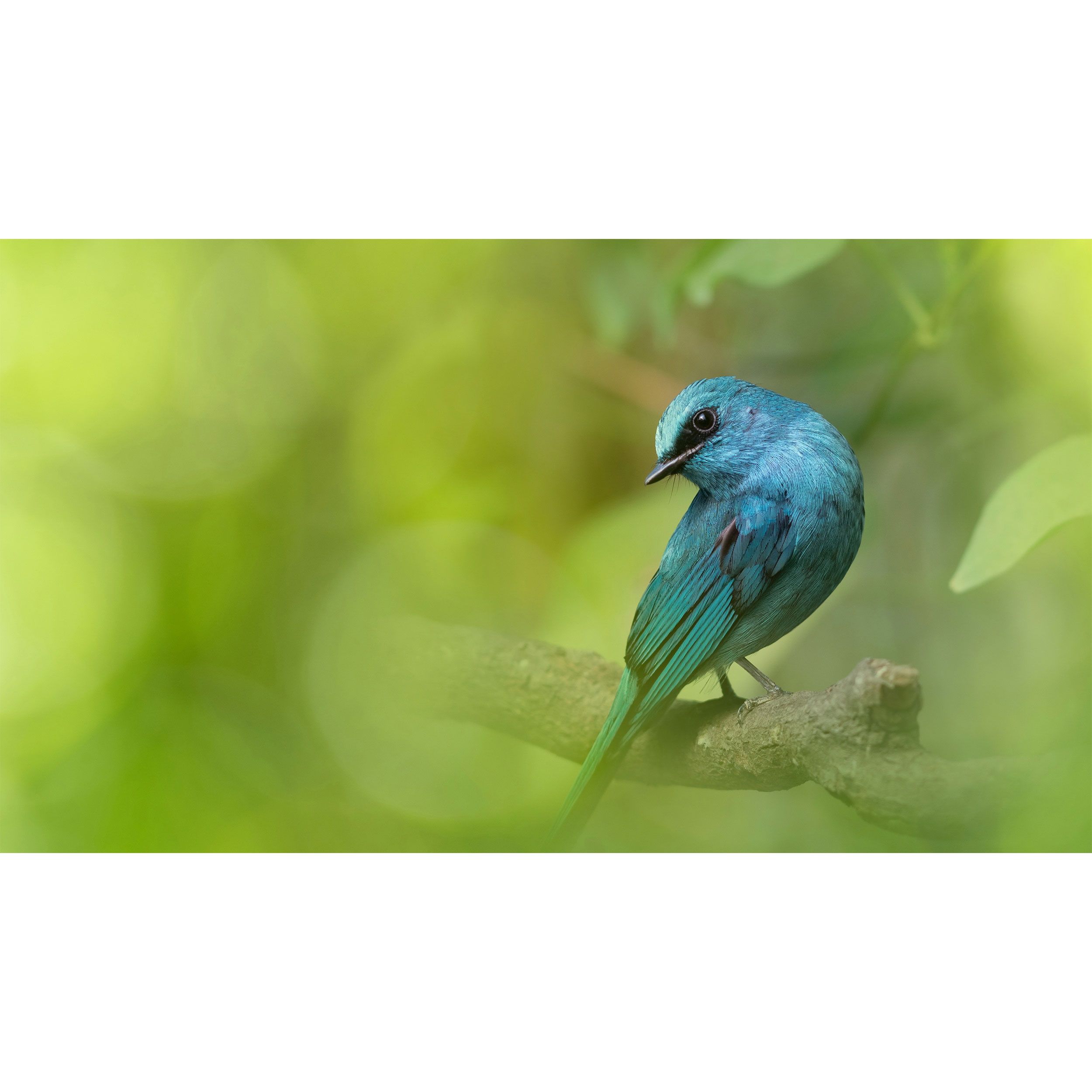 تابلو شاسی طرح پرنده و گنجشک مدل T7715