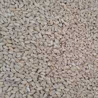 گندم پوست کنده (1000گرم)