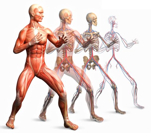 خرید و دانلود عکس Human Muscles Anatomy کد 25355 | پیک فاکس | Pic Fox