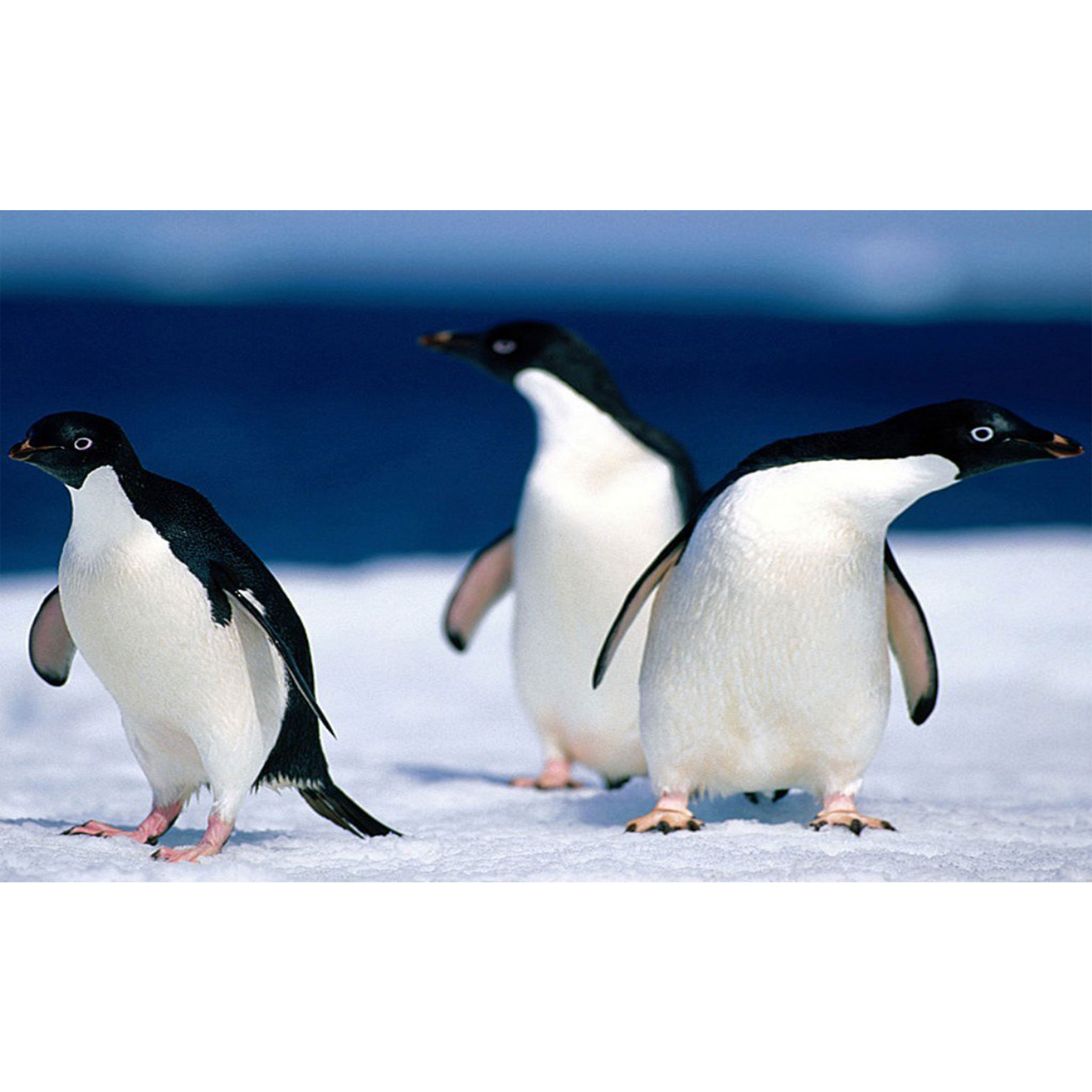 تابلو شاسی طرح پنگوئن و برف مدل T7898