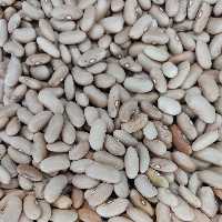 لوبیا کشاورزی یا لوبیا رشتی دستچین و درجه یک یک کیلوگرم