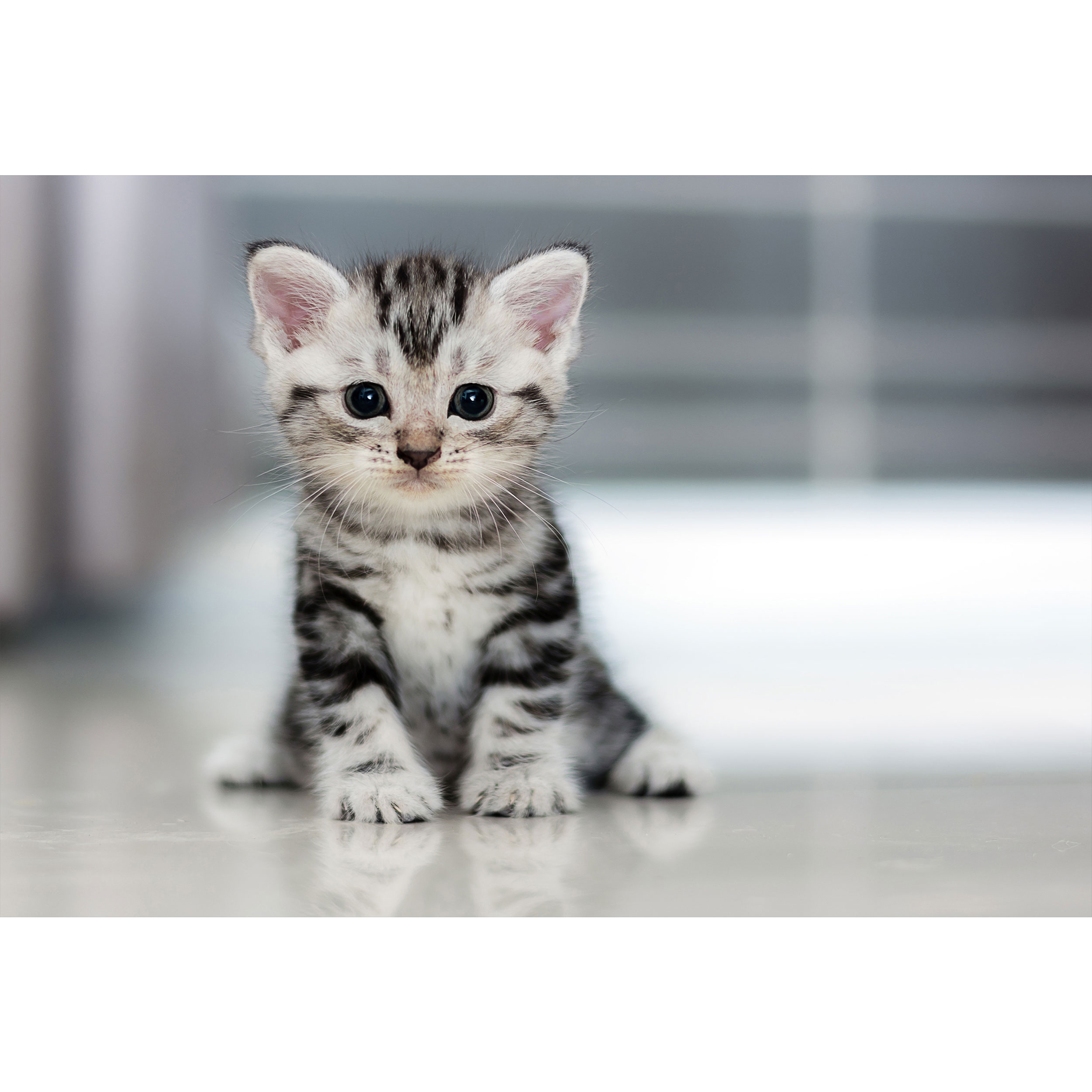 تابلو شاسی طرح گربه مدل T1674