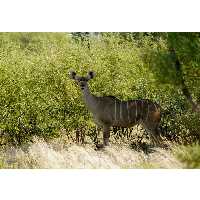 تابلو شاسی طرح جنگل و آهو مدل T1980