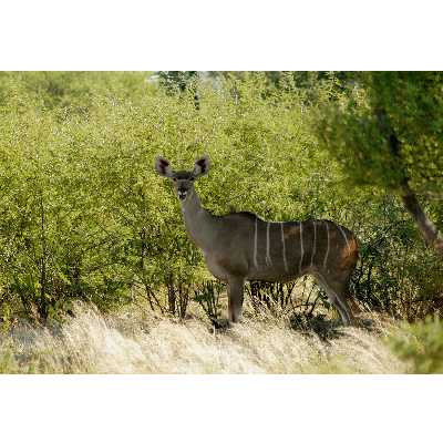 تابلو شاسی طرح جنگل و آهو مدل T1980