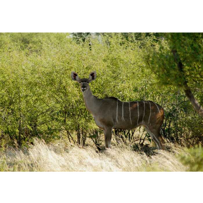 تابلو شاسی طرح جنگل و آهو مدل T1980