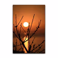 تابلو شاسی گوفی مدل طبیعت غروب آفتاب Nature Sunset کد FOKS25 | دنیای قاب