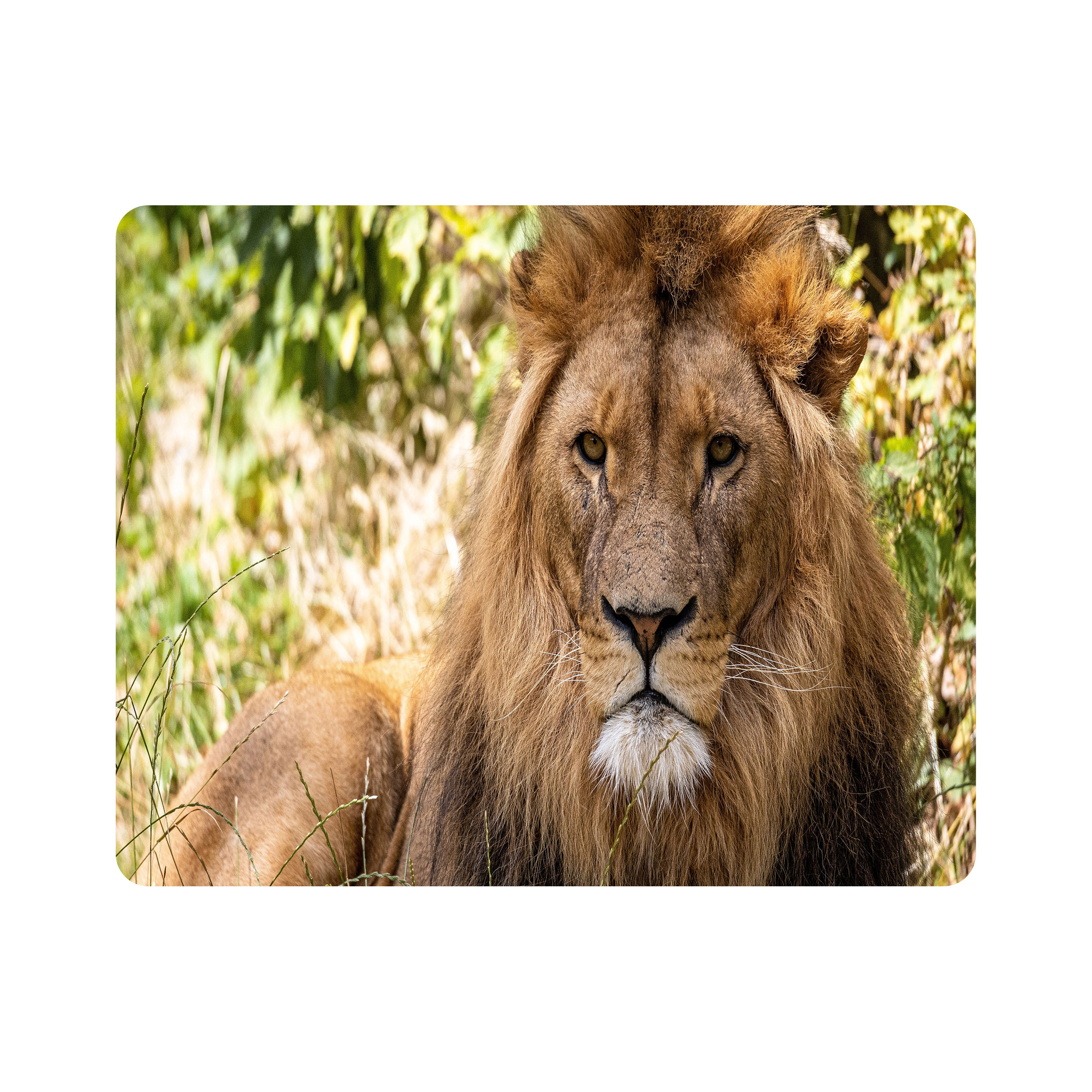 ماوس پد اطلس آبی  طرح شیر  مدل T7811