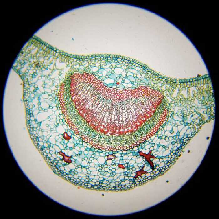 میکروسکوپ برسر مدل زیستی برسر x400