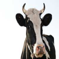 خرید و دانلود عکس پرتره‌ای از گاو هلشتاین در مزرعه | پیک فاکس | Pic Fox