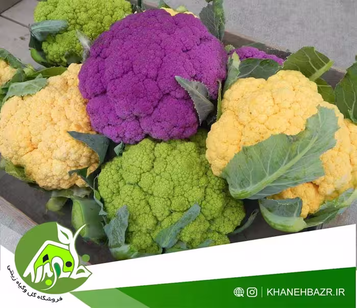 پکیج ویژه بذر انواع کلم ها - خانه بذر | فروشگاه بذر وارداتی گل و گیاه زینتی 1404
