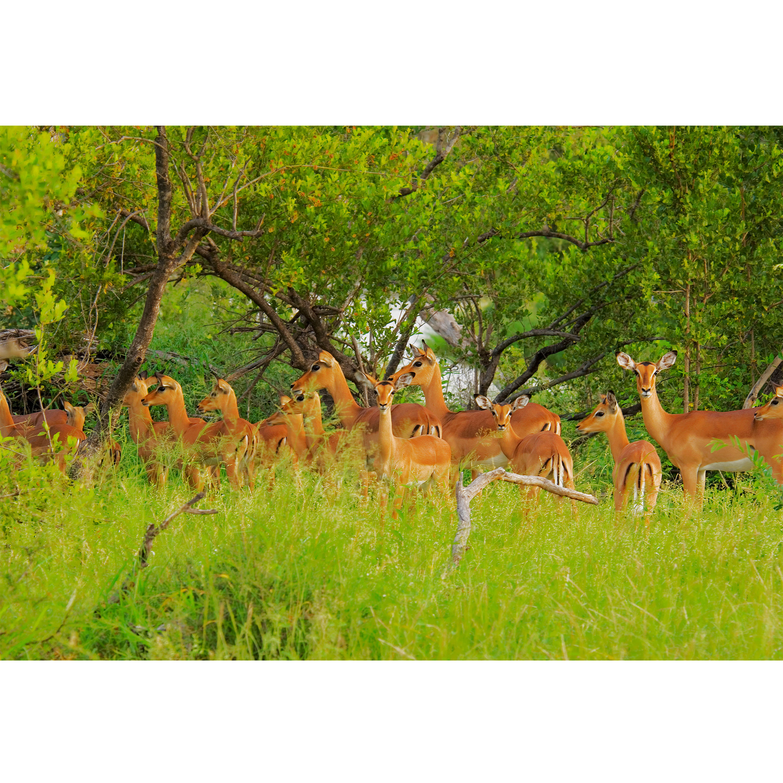 تابلو شاسی طرح جنگل و آهو مدل T1976