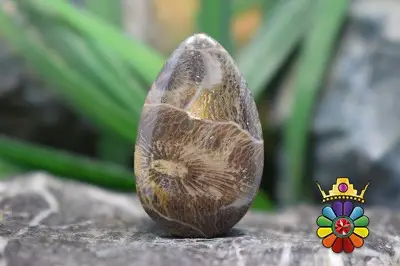 موروکو فسیل