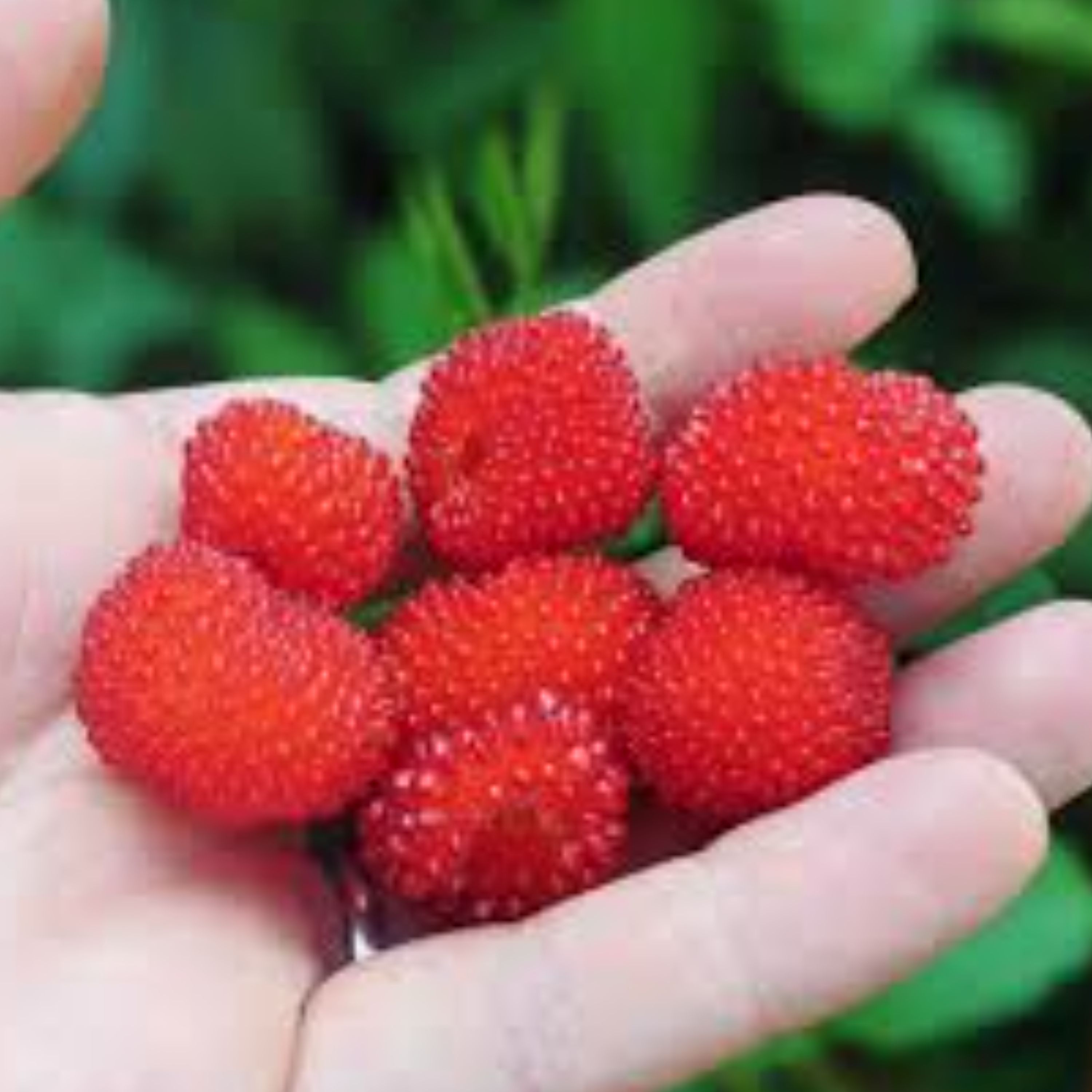 نهال رازبری استرالیایی