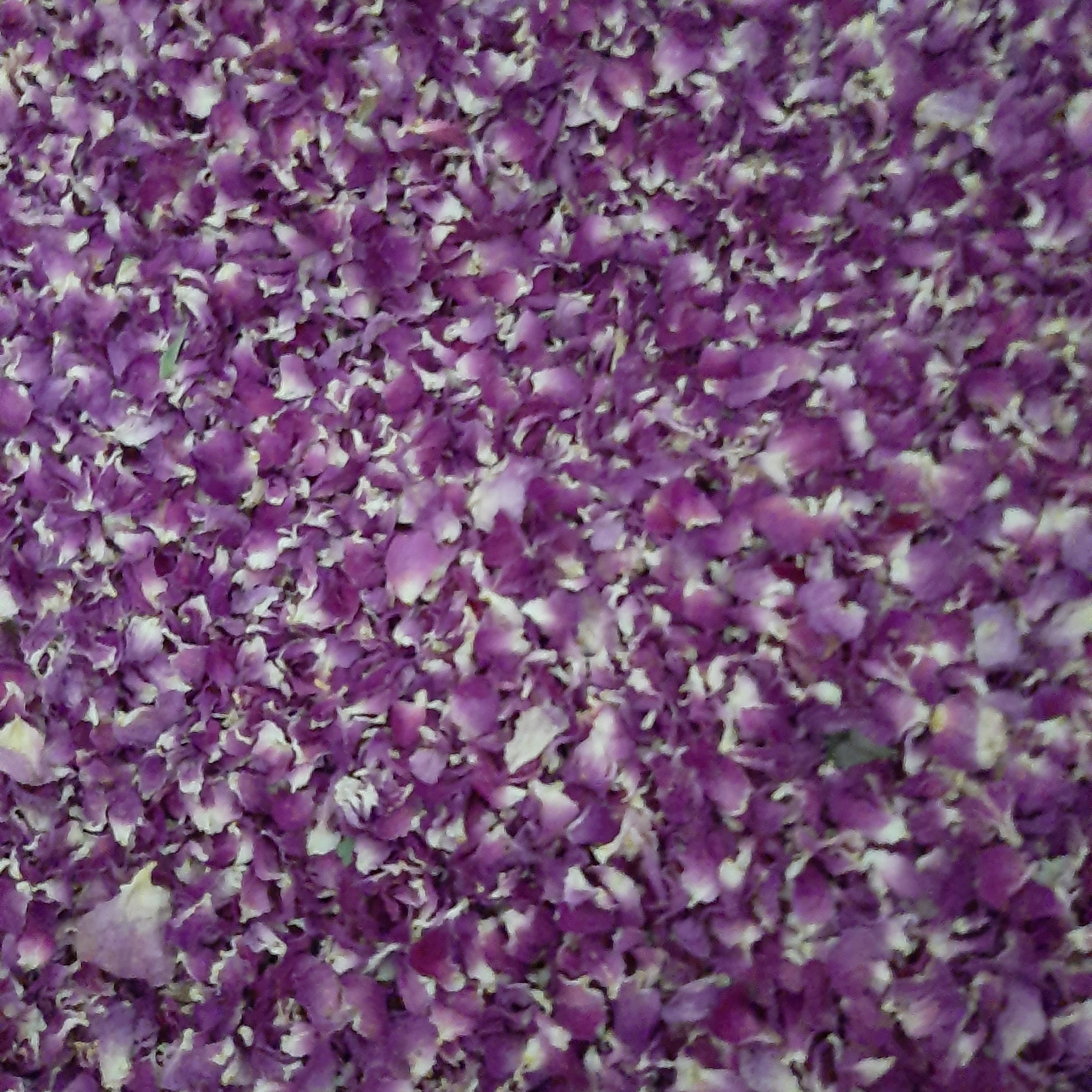 پر گل محمدی درجه یک ارگانیک