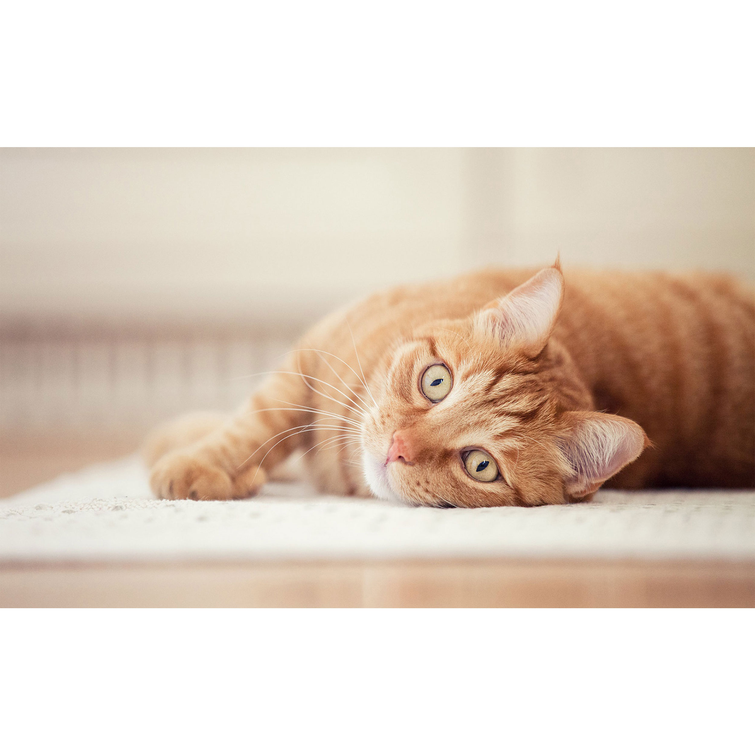 تابلو شاسی طرح گربه مدل T7752