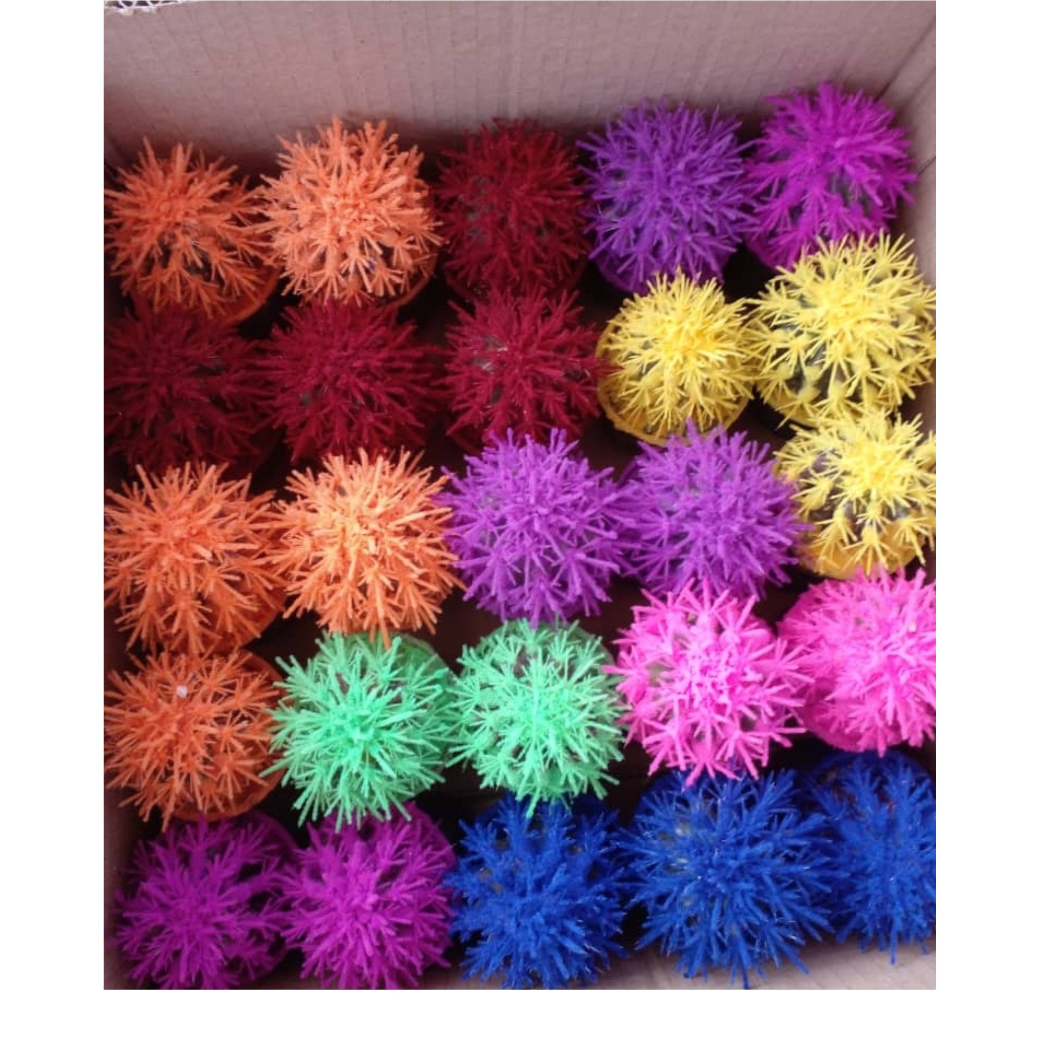 کاکتوس.اچینو مخمل200عدد.عمده