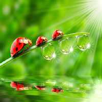 خرید و دانلود عکس رقص نور و رنگ، کفشدوزک‌ها در آغوش طبیعت | پیک فاکس | Pic Fox