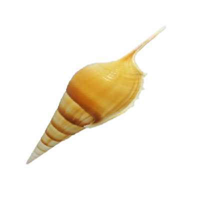 صدف تزیینی کد 34