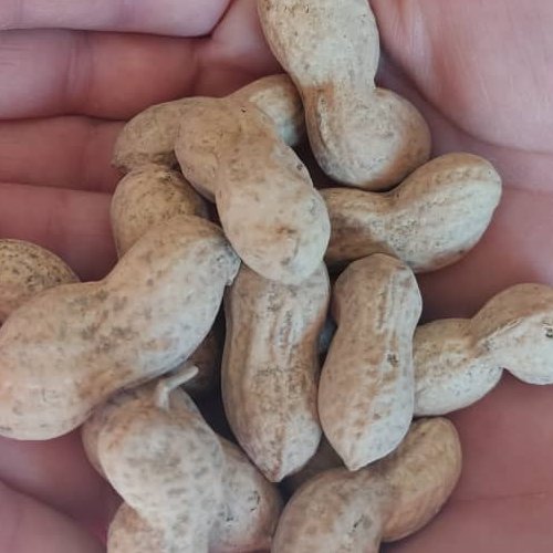 بادام زمینی خام غلاف دار ارسال به صورت پس کرایه