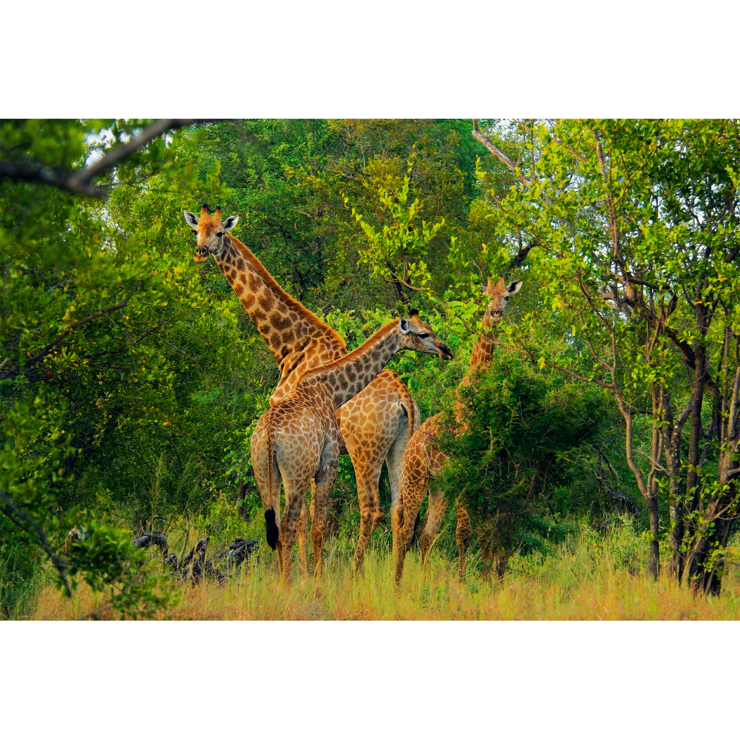 تابلو شاسی جنگل و زرافه مدل T1993