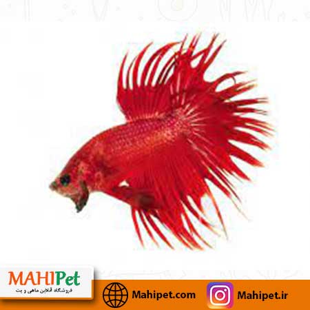 فایتر دم ریش قرمز