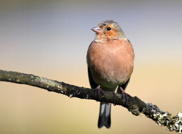 خرید و دانلود عکس Animals-Part-3 - کیفیت بالا | پیک فاکس | Pic Fox