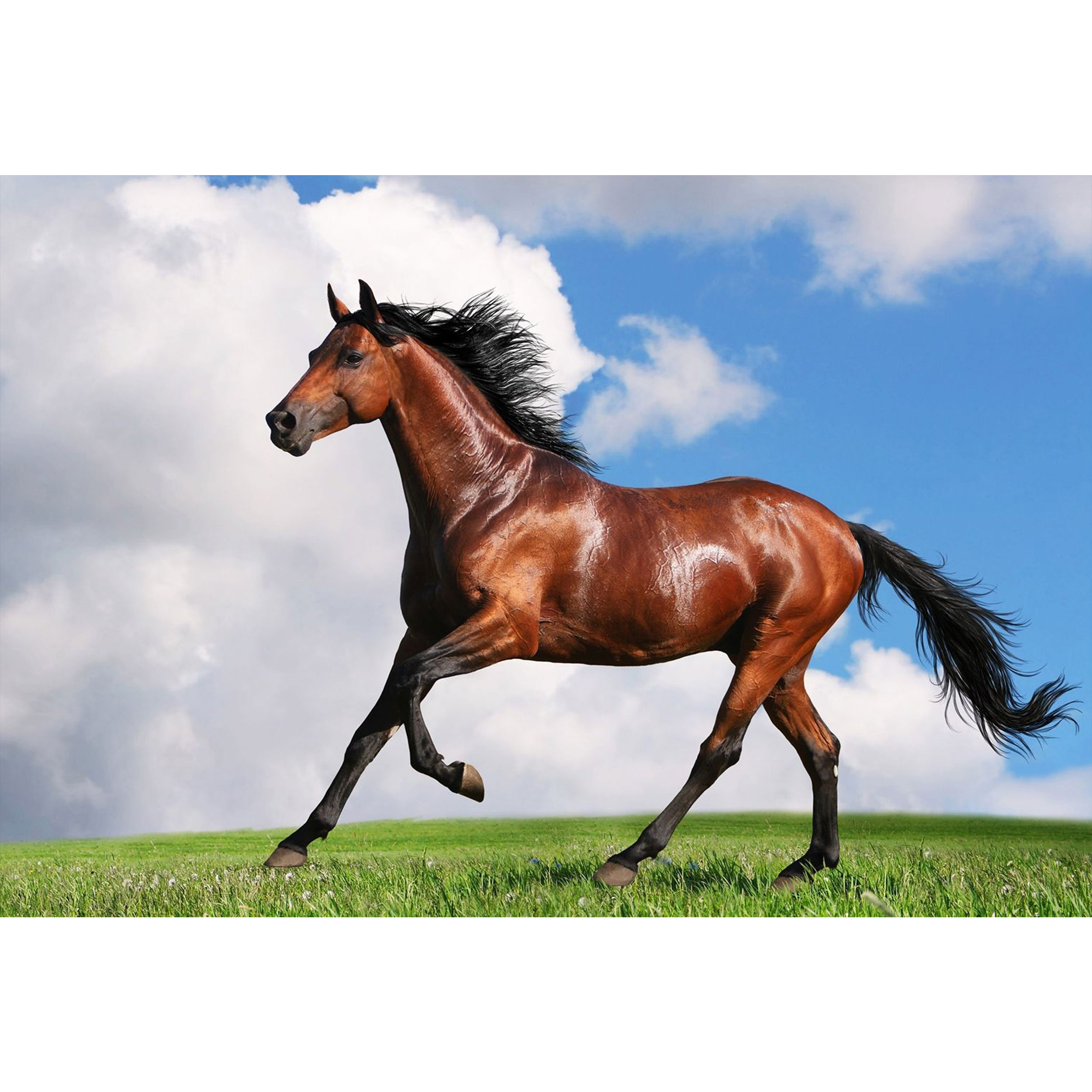 تابلو شاسی طرح اسب مدل T1338